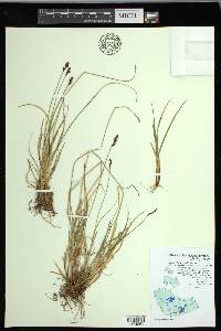 Carex lachenalii image