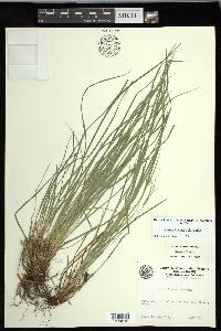 Carex jamesii image