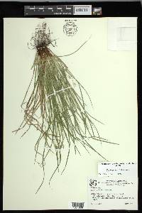 Carex jamesii image