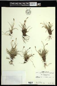 Carex lachenalii image