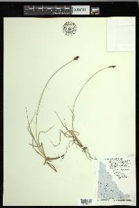 Carex lachenalii image