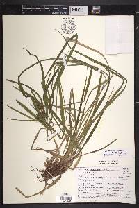 Carex intumescens var. intumescens image