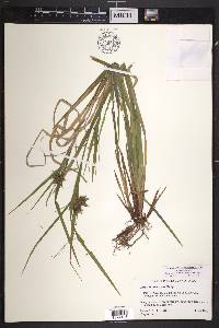 Carex intumescens var. intumescens image