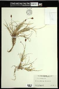 Carex lachenalii image