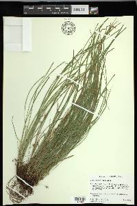 Carex jamesii image