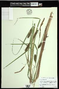 Carex lacustris image