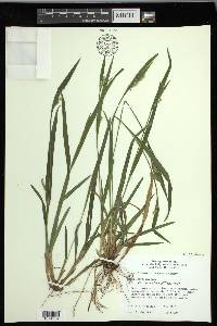 Carex kraliana image