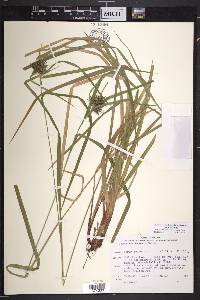 Carex intumescens var. intumescens image