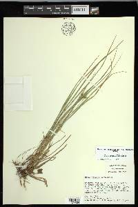 Carex jamesii image