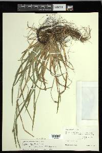 Carex kraliana image