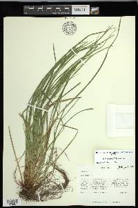 Carex jamesii image