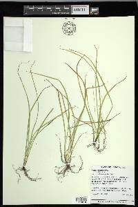 Carex jamesii image