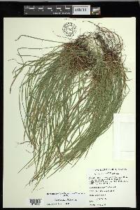 Carex jamesii image