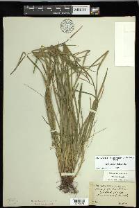 Carex jamesii image