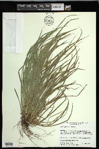 Carex jamesii image