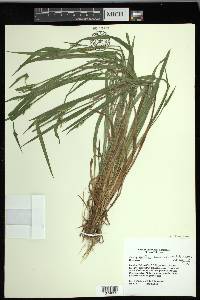 Carex kraliana image