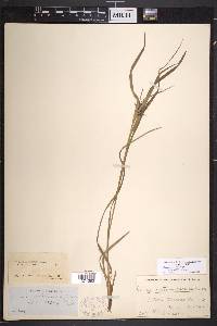 Carex intumescens var. fernaldii image