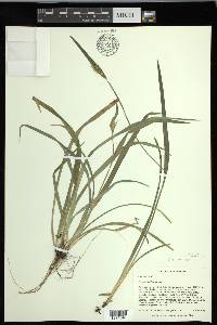 Carex kraliana image