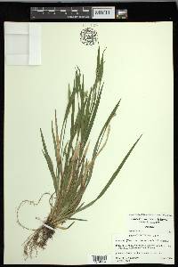 Carex kraliana image