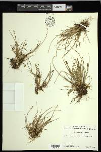 Carex lachenalii image