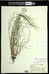 Carex jamesii image