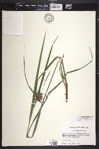 Carex intumescens var. intumescens image