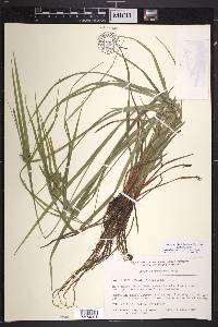 Carex intumescens var. intumescens image