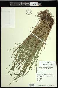 Carex jamesii image