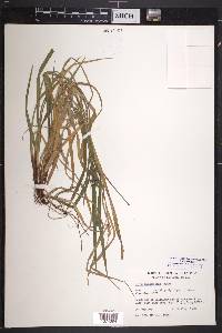 Carex intumescens var. intumescens image