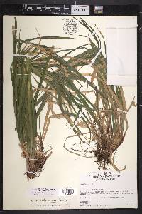 Carex intumescens var. intumescens image