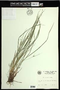 Carex jamesii image