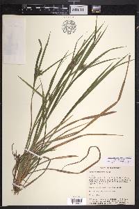 Carex intumescens var. intumescens image