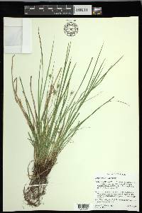 Carex jamesii image