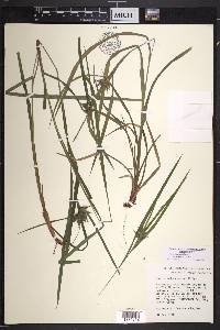 Carex intumescens var. fernaldii image