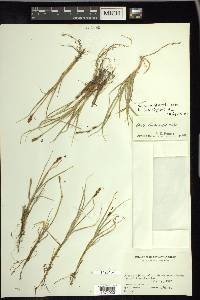 Carex lachenalii image