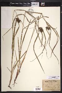 Carex intumescens var. intumescens image