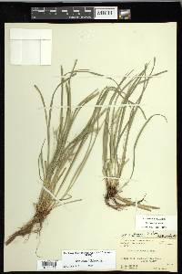 Carex jamesii image