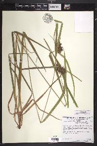 Carex intumescens var. intumescens image