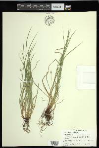 Carex jamesii image