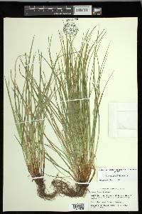 Carex jamesii image