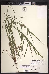 Carex intumescens var. intumescens image