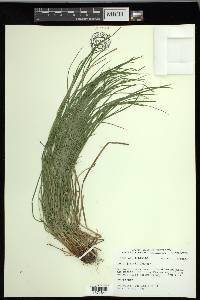 Carex jamesii image