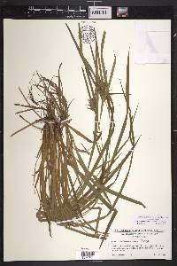 Carex intumescens var. intumescens image