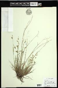 Carex krausei image