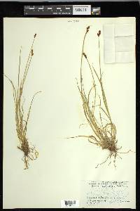 Carex lachenalii image