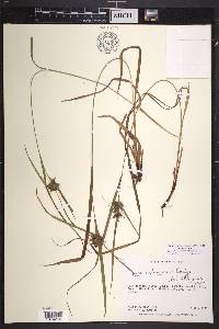 Carex intumescens var. intumescens image