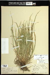 Carex jamesii image