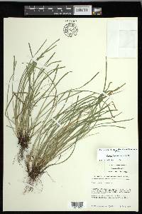 Carex jamesii image