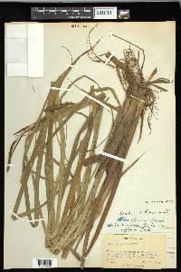 Carex lacustris image