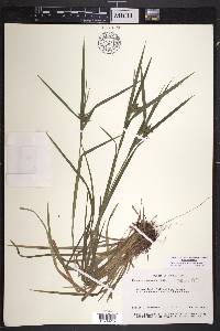 Carex intumescens var. intumescens image